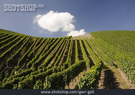 
                Weinberg, Weinanbau, Hügelig                   