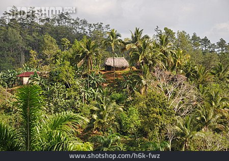 
                Vegetation, Kuba, Baracoa, Sierra Del Purial                   