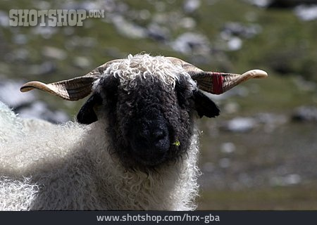 
                Schaf, Zackelschaf                   