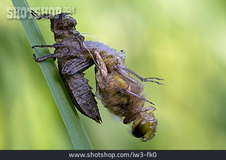 
                Libelle, Schlüpfen, Häutung                   