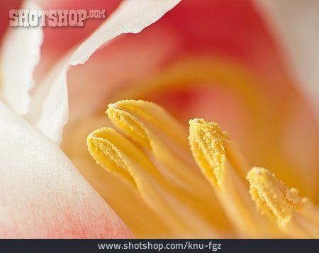 
                Blütenstempel, Tulpenblüte, Staubgefäß                   