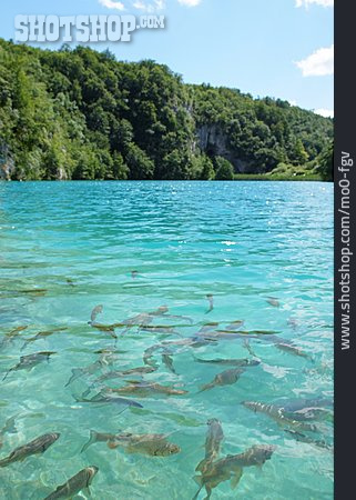 
                Fischschwarm, Naturschutzgebiet, Plitvicer Seen                   