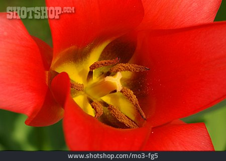 
                Blüte, Tulpe, Blütenkelch                   