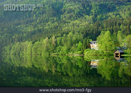 
                Wald, Lunzer See                   