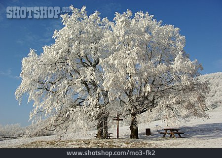 
                Baum, Winterlandschaft, Rastplatz                   