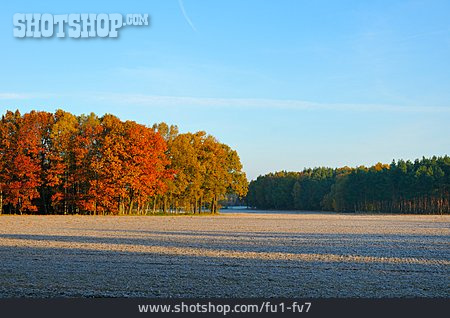 
                Wald, Herbst                   