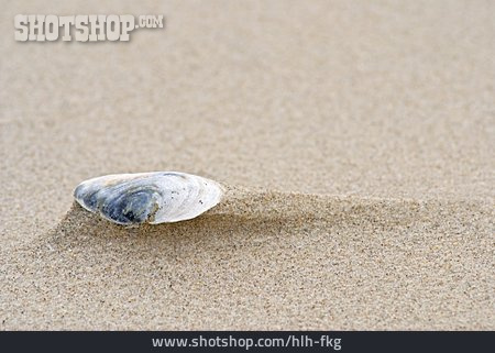 
                Sand, Muschel                   