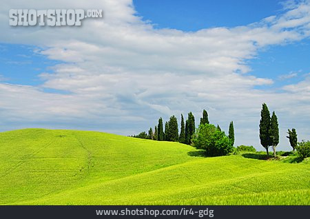 
                Landschaft, Toskana, Zypresse                   