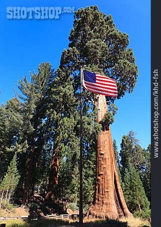 
                Usa, Mammutbaum, General Sherman Tree                   