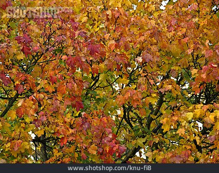 
                Herbst, Ahornblatt, Ahorn, Blattfärbung                   