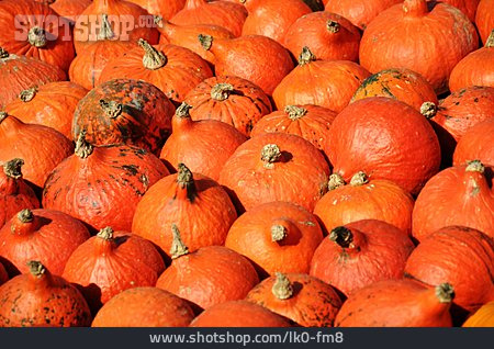 
                Orange, Squash, Edible Gourd                   