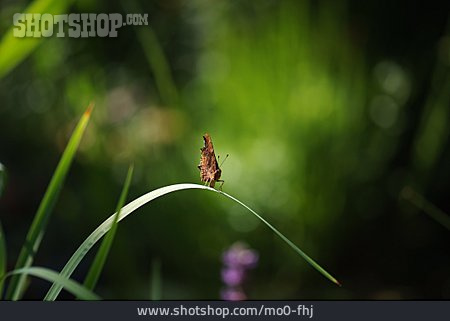 
                Schmetterling, Großer Perlmutterfalter                   