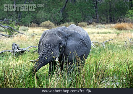
                Elefant, Moremi-wildreservat                   