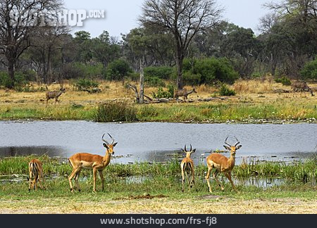 
                Antilope, Impala                   