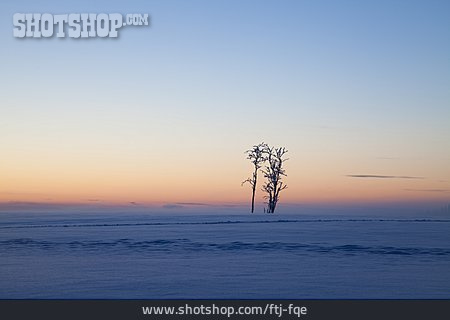 
                Baum, Winterlandschaft, Verschneit                   