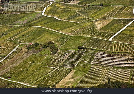 
                Landwirtschaft, Weinanbaugebiet, Baume-les-messieurs                   