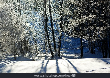 
                Winter, Bäume, Schnee                   