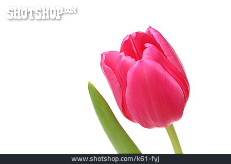 
                Tulip, Tulips Bloom                   