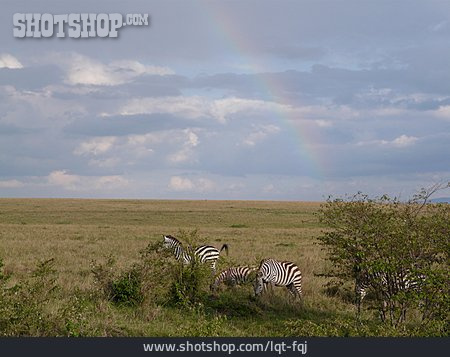 
                Zebra, Savanne, Grasland                   