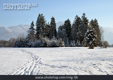 
                Winterlandschaft, Tanne, Schneespur                   