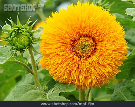 
                Sonnenblume                   