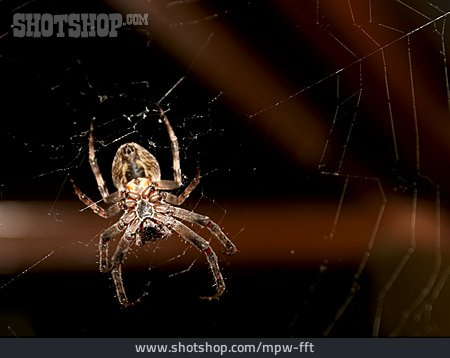 
                Spider Web, Spider                   