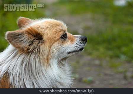 
                Hund, Chihuahua                   