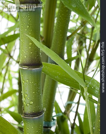 
                Bambus, Bambusrohr, Bambusblatt                   