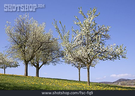 
                Baumblüte, Obstbaum                   