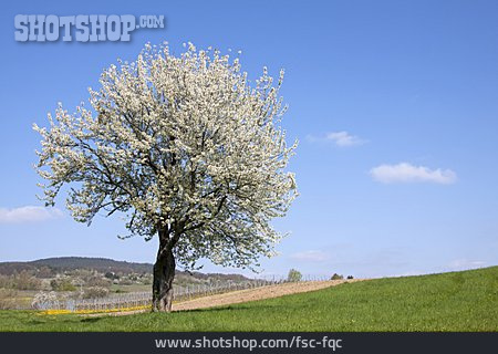 
                Baumblüte, Obstbaum                   