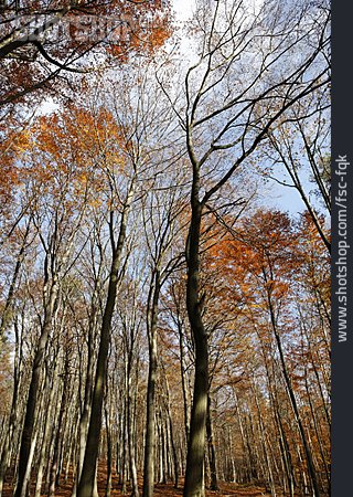 
                Herbstwald, Baumkrone                   