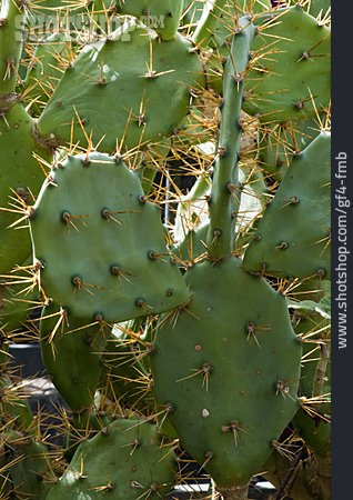 
                Kaktus, Opuntia Dillenii                   