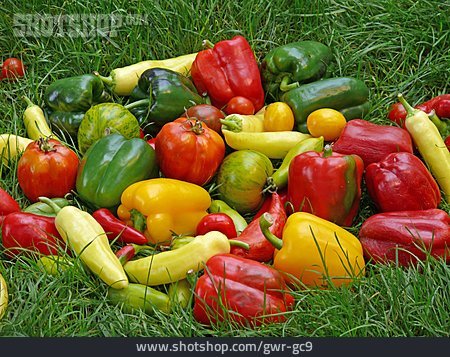 
                Tomate, Paprika, Gemüseernte                   