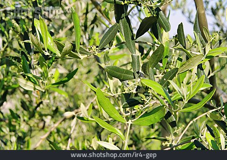 
                Olivenzweig, Olivenbaum                   