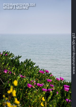 
                Vegetation, Algarve                   