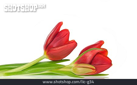 
                Tulpe, Rot                   
