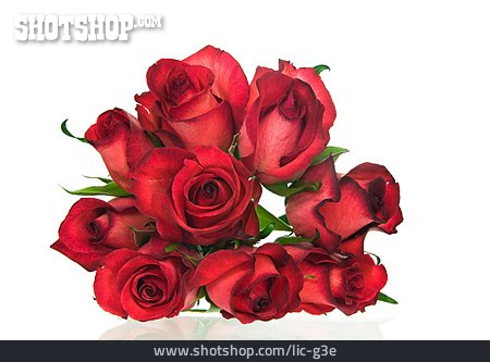 
                Rose, Blumenstrauß                   