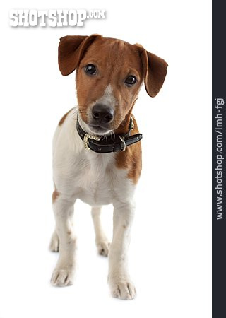
                Jack Russel Terrier                   