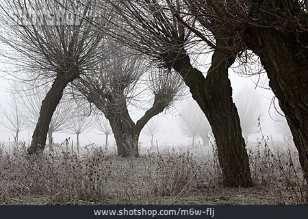 
                Baum, Winterlandschaft, Neblig, Kopfweide                   