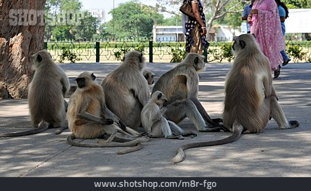 
                Indien, Hanuman-langur, Affenfamilie                   