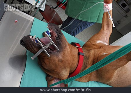 
                Dog, Anesthesia, Veterinarian                   