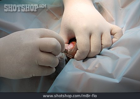 
                Operation, Tierarzt, Kastrieren                   