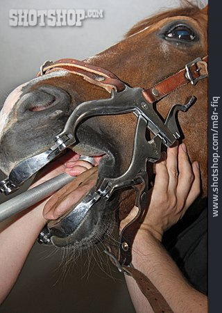 
                Pferd, Zahnpflege, Pferdezahnarzt                   