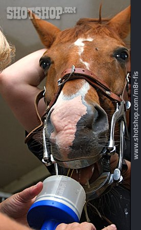 
                Pferd, Zahnbehandlung, Zahnpflege, Pferdezahnarzt                   