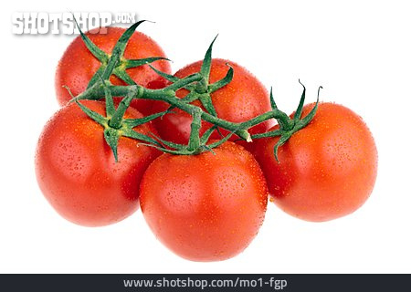 
                Tomato, Shrub Tomato                   