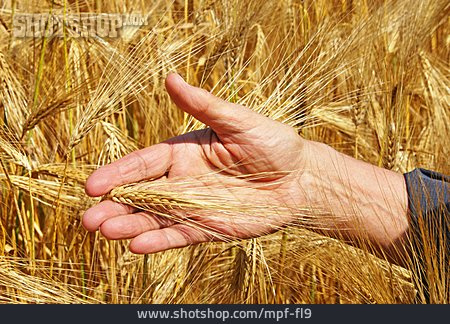 
                Getreide, Hand, Gerste                   