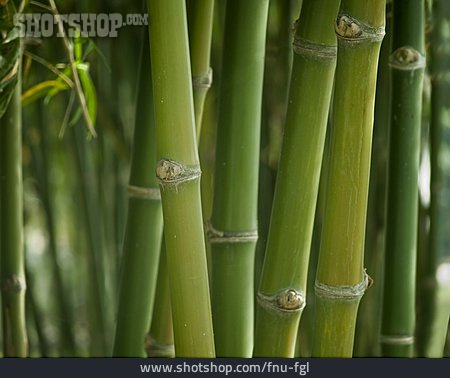 
                Bambus, Bambuswald                   