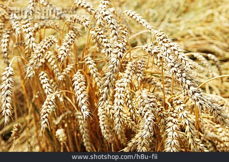 
                Wheat Ears                   