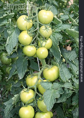 
                Tomate, Tomatenpflanze, Gemüseanbau                   