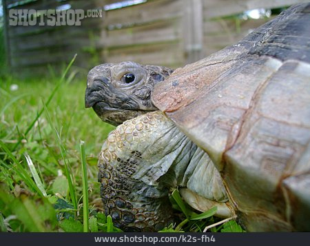 
                Schildkröte, Breitrandschildkröte                   